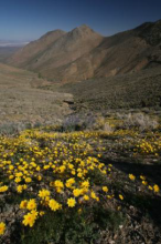 Resilient Landscapes Resilient Landscapes